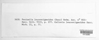Calycellina chlorinella image